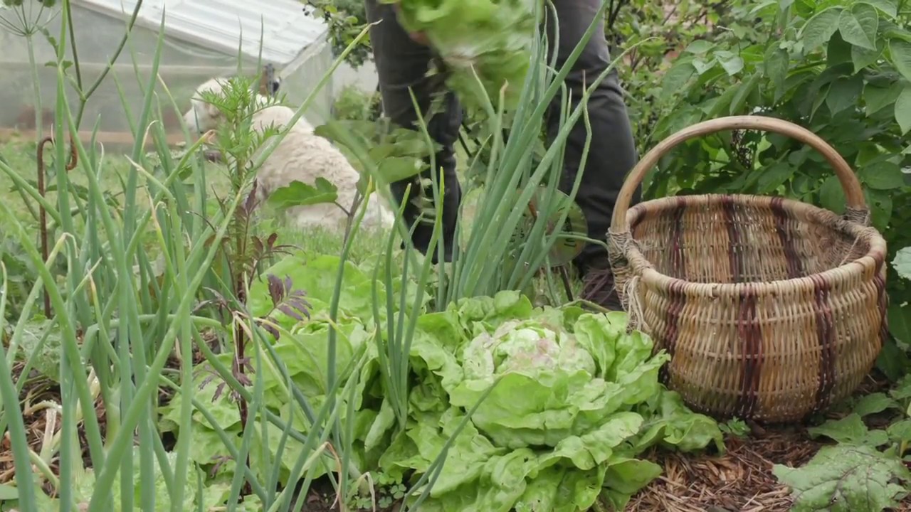 Visite du jardin de Noëlle Guillot, lauréate 2018 du concours Jardiner Autrement