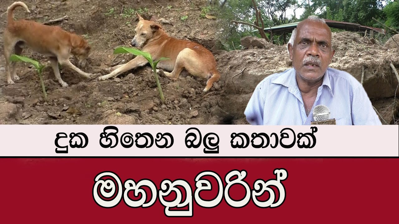 දුක හිතෙන බලු කතාවක් මහනුවරින් #mojonewslk #trending #mahanuwara
