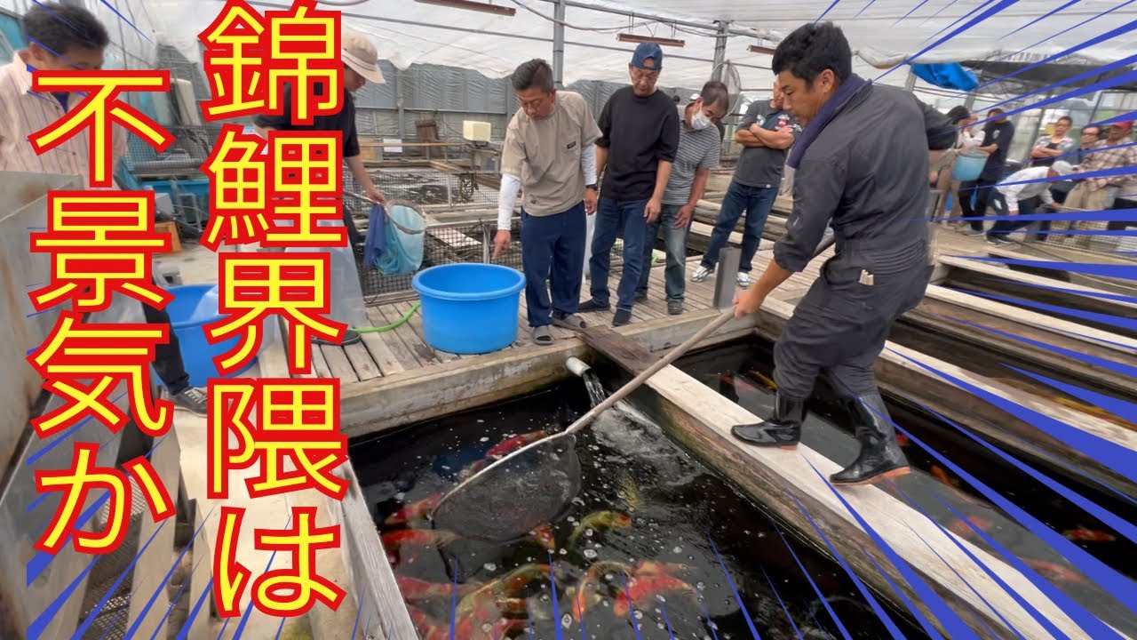 【マジか】倒産の危機、錦鯉売り出しに人が来ないか？#koi #塩田養鯉場 