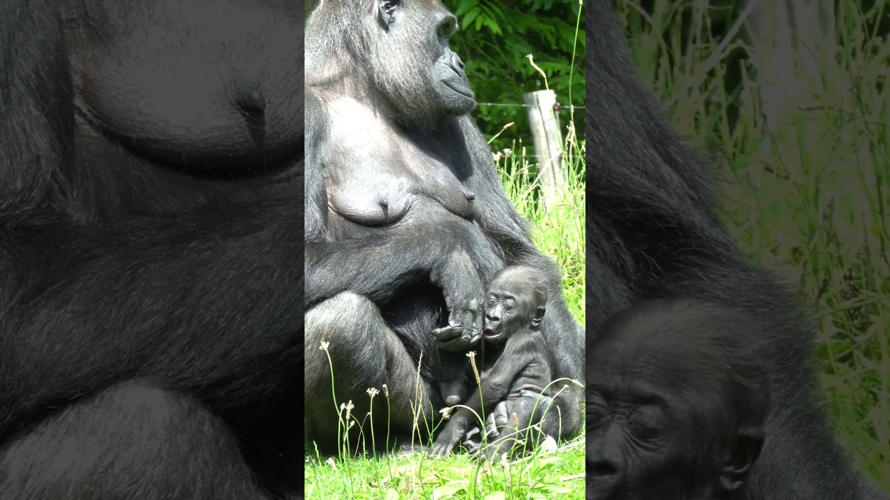 Baby gorilla turns 80 days old #gorilla #makongo