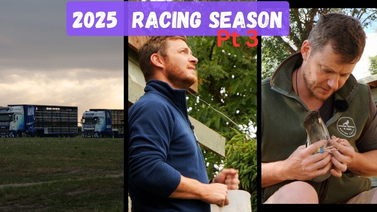 Part 3: How To Train Your Pigeon. Complete racing season 2025