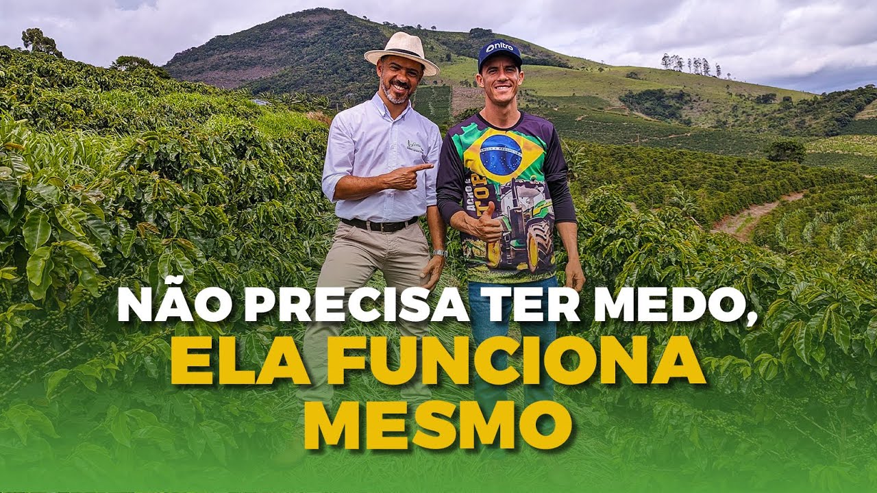 Cobertura de solo de lavoura de café com Brachiaria ruziziensis