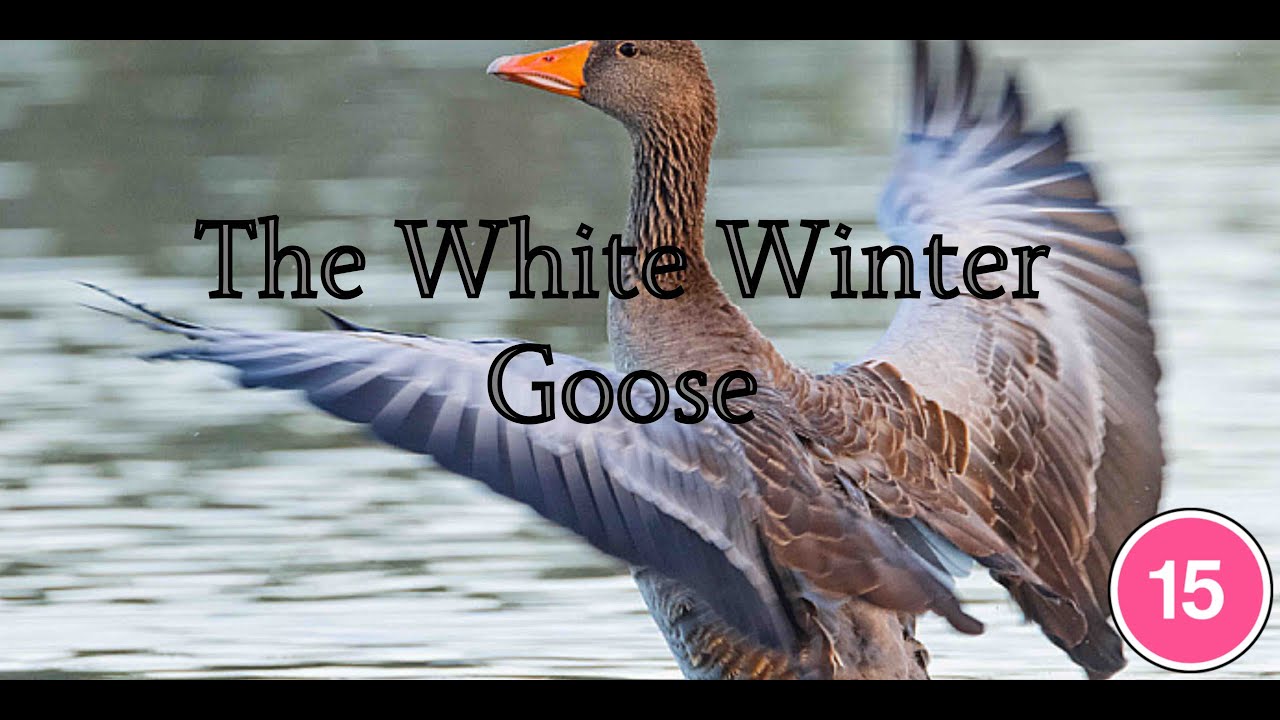 The White Winter Goose