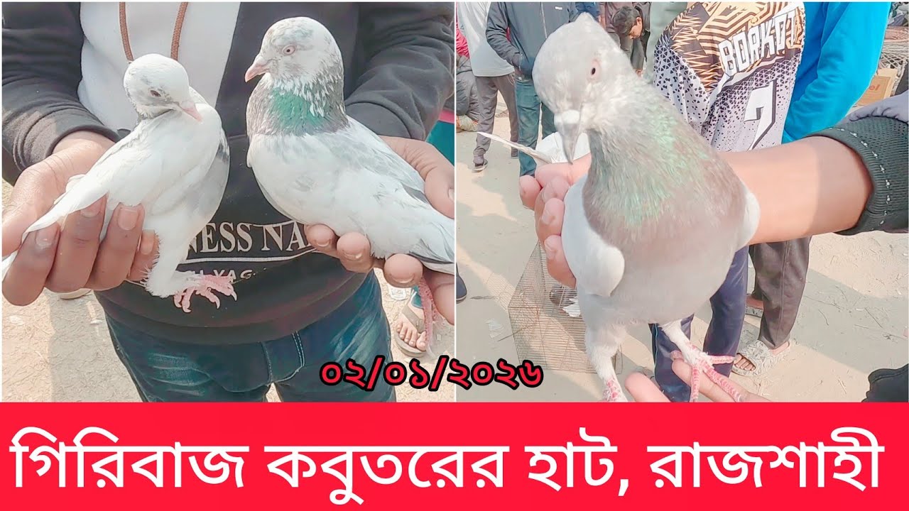 পার্ট-১ || ২০২৬ সালে কবুতরের দাম কত? || নতুন বছরে কবুতরের হাট || Katakhali Pigeon Market || Rajshahi