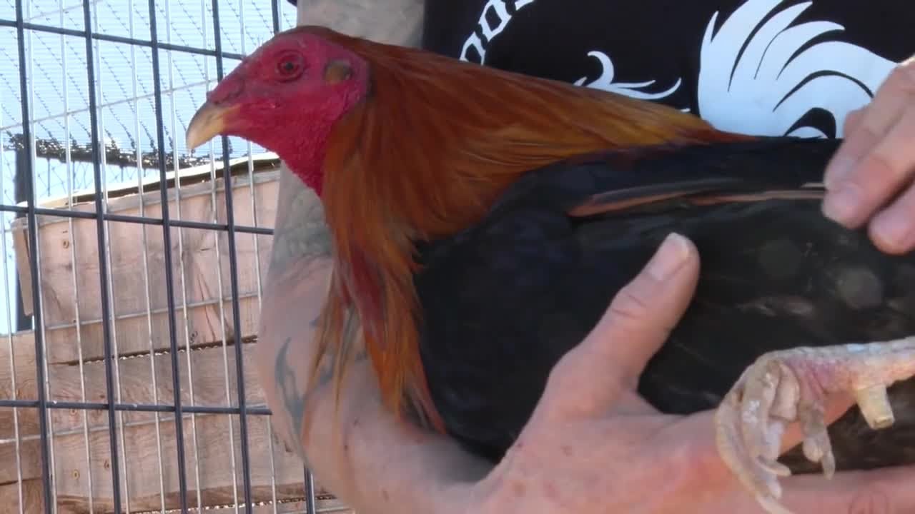 Rescued fighting roosters find second chance at Bennett sanctuary