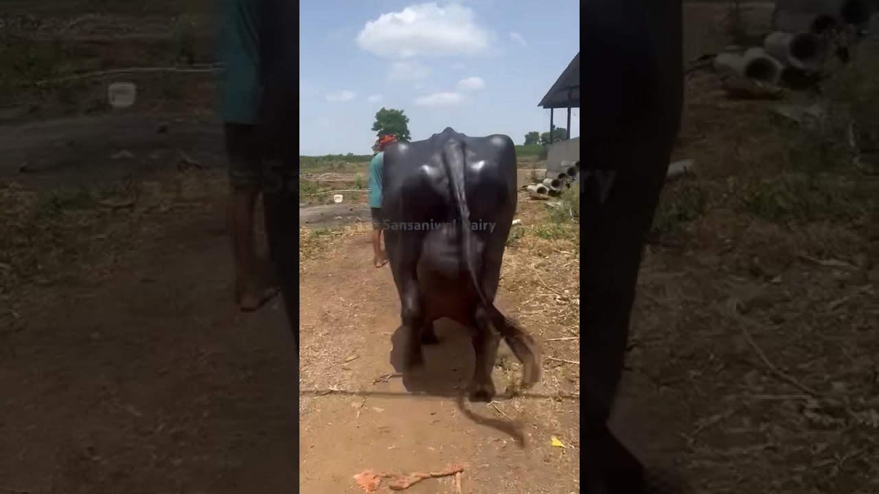 Biggest Udder Buffalo🌹🌹Subscribe Channel#dairy #dairyfarm #animals #buffalo #bull #dairyherd #farm