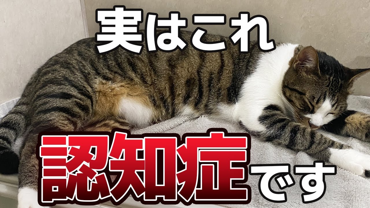 食後の行動を見ればわかる！認知症の猫だけが見せる仕草・行動5選と対策3選【保護猫】
