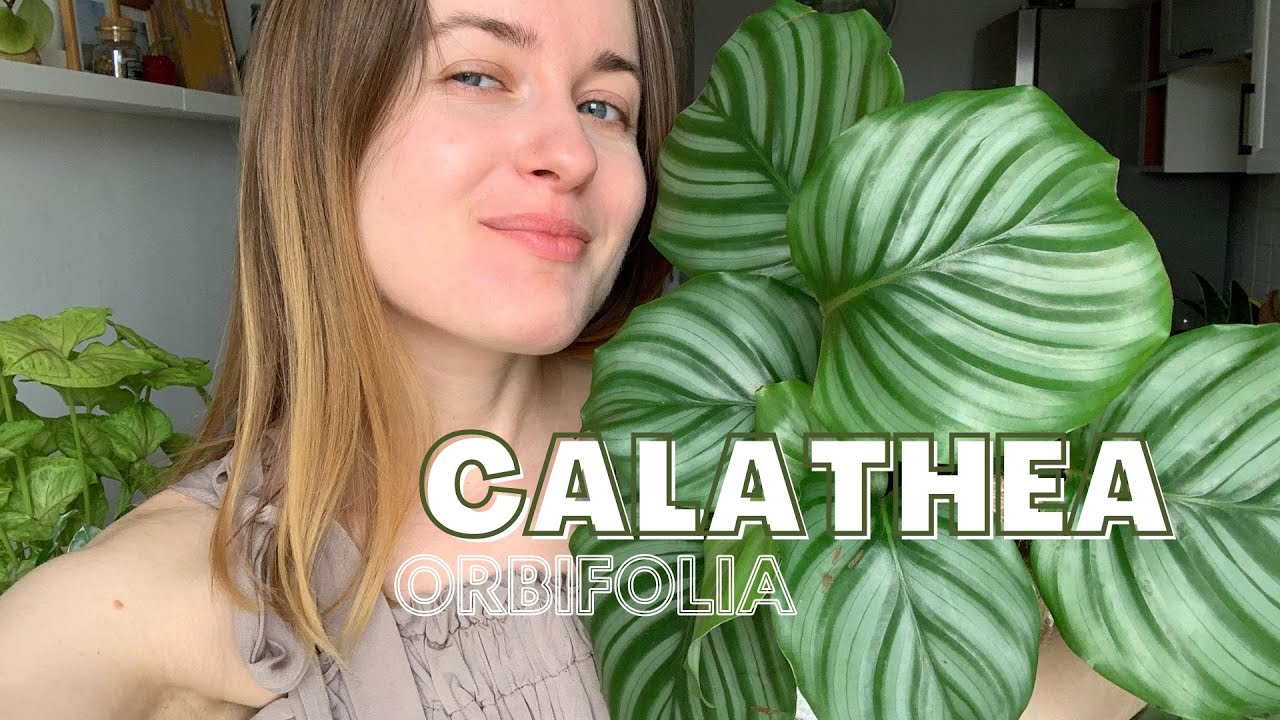 KALATEA Orbifolia - przesadzanie