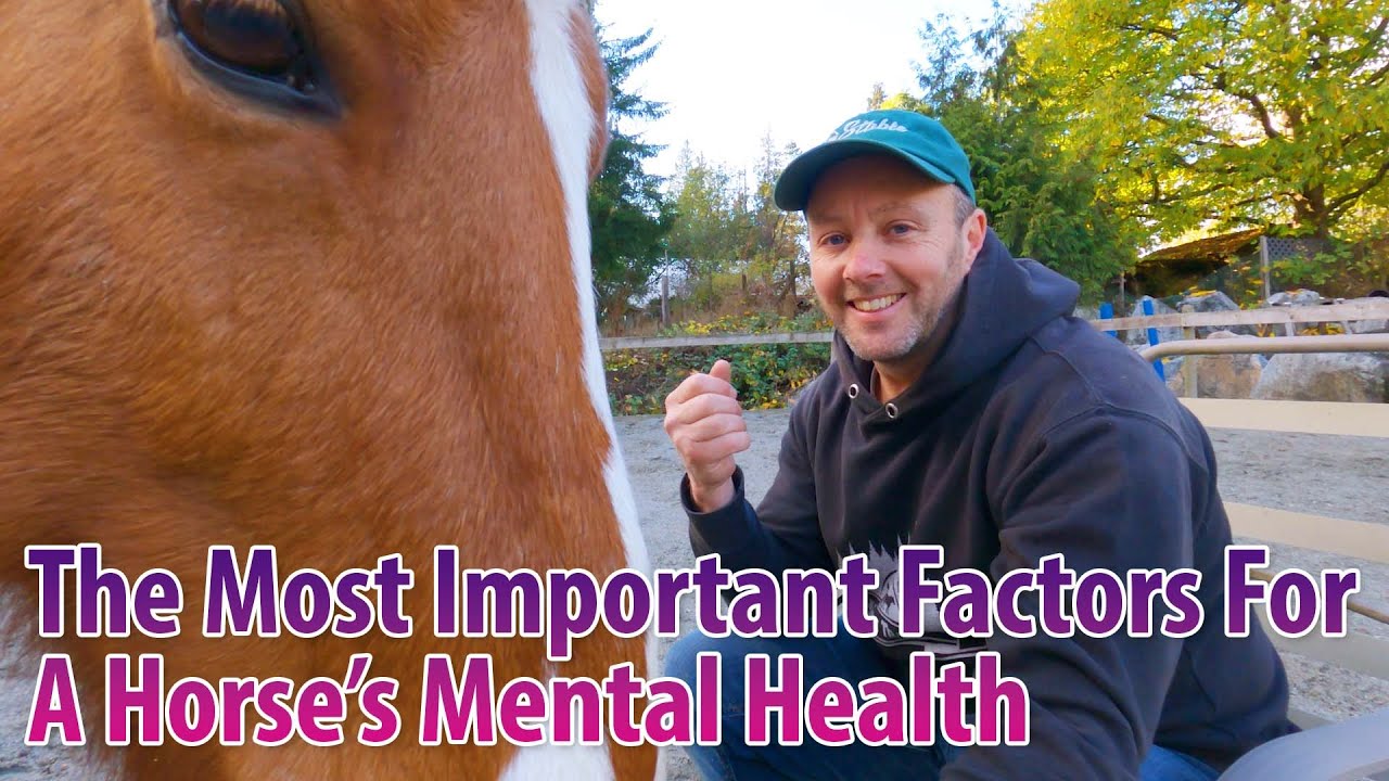 What Really Is The Best For Mental Health Of Horses