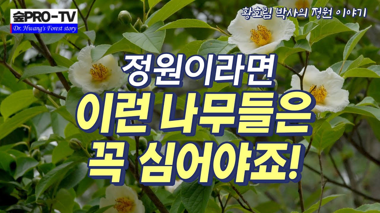 꽃이 아름다운 정원수 15선, 숲프로 TV