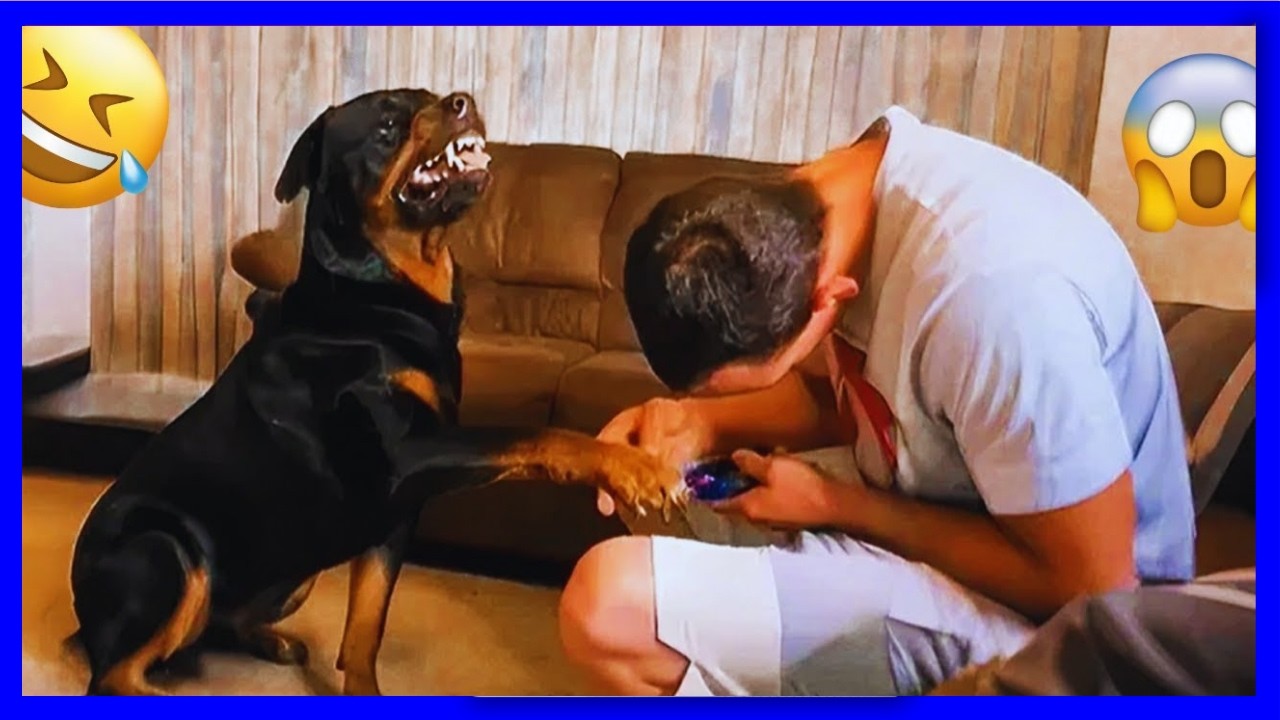Unerwartetes Lachen mit diesen lustigen Hunden &ndash; Die besten witzigsten Hundevideos 2025 🐶😂 #1
