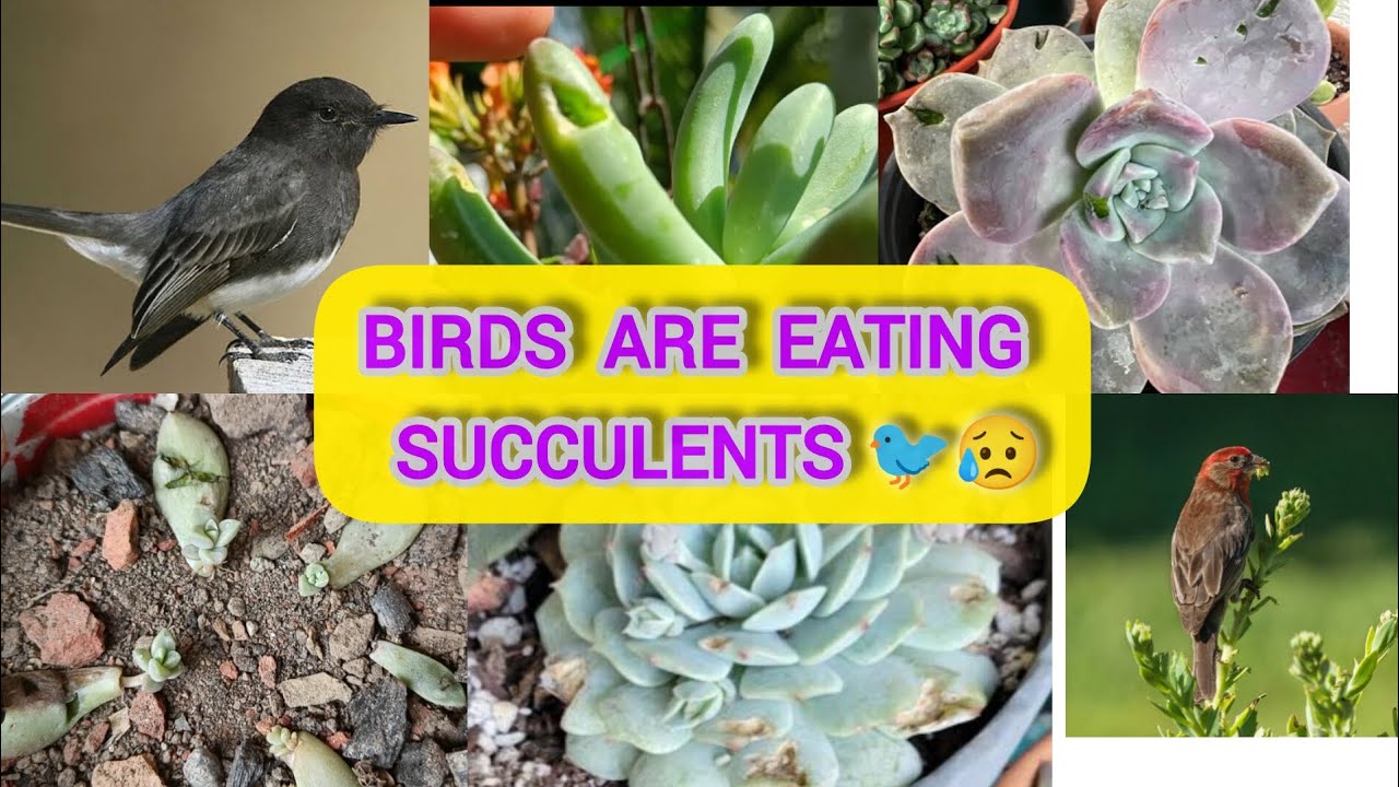 Birds🐦 Damaging My All Succulents😭/How to Protect From Birds🤔 #succulentgarden 