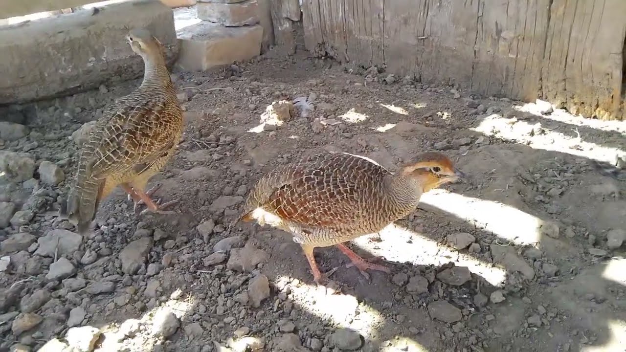 Dakni Partridge Pair Playing in Dust || Beautiful Natural Bird Behavior in Village Life