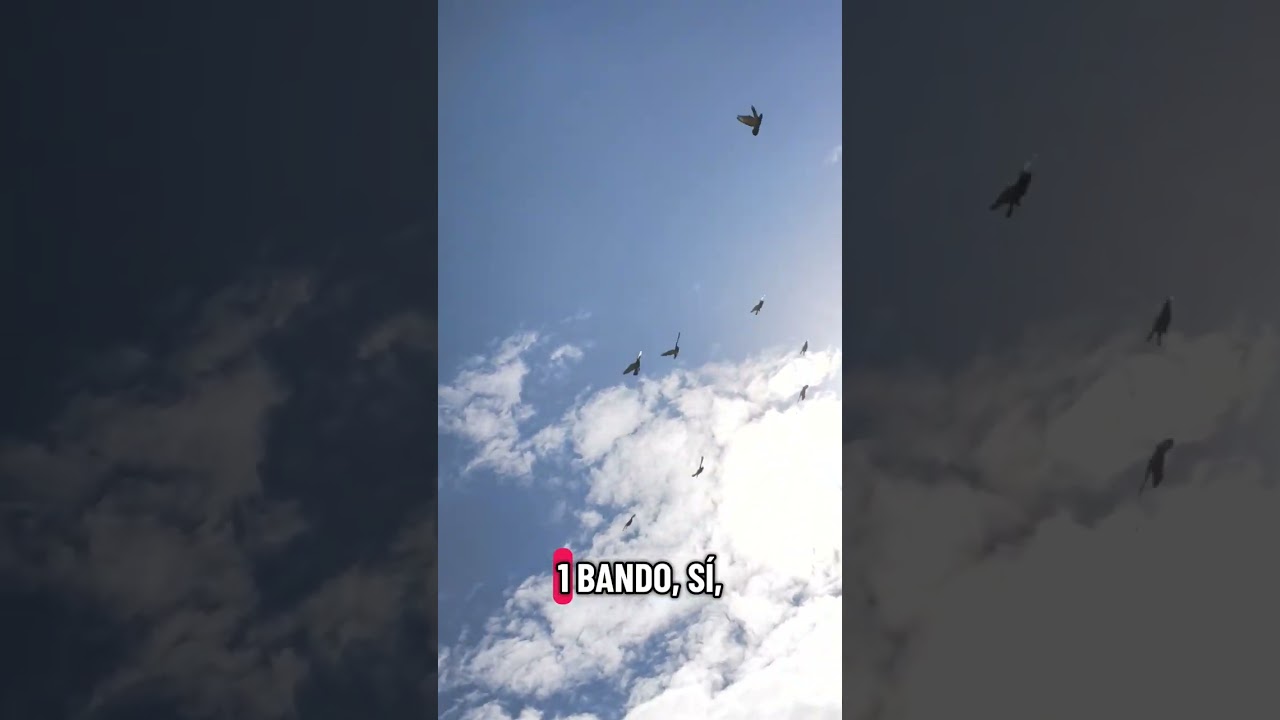 Llegaron nuestras palomas de la primera carrera de 212 km