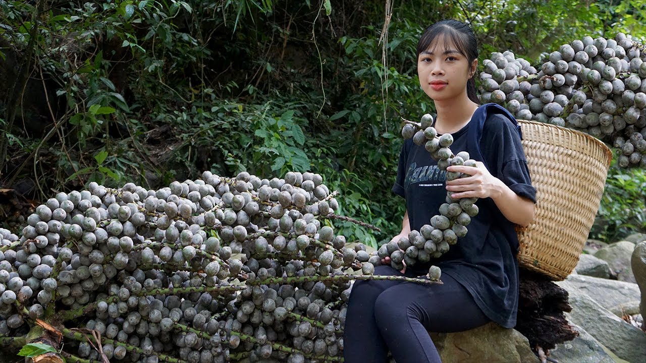 Go to the forest to Harvest Arenga pinnata berries, process them into tea - Bring them to the market