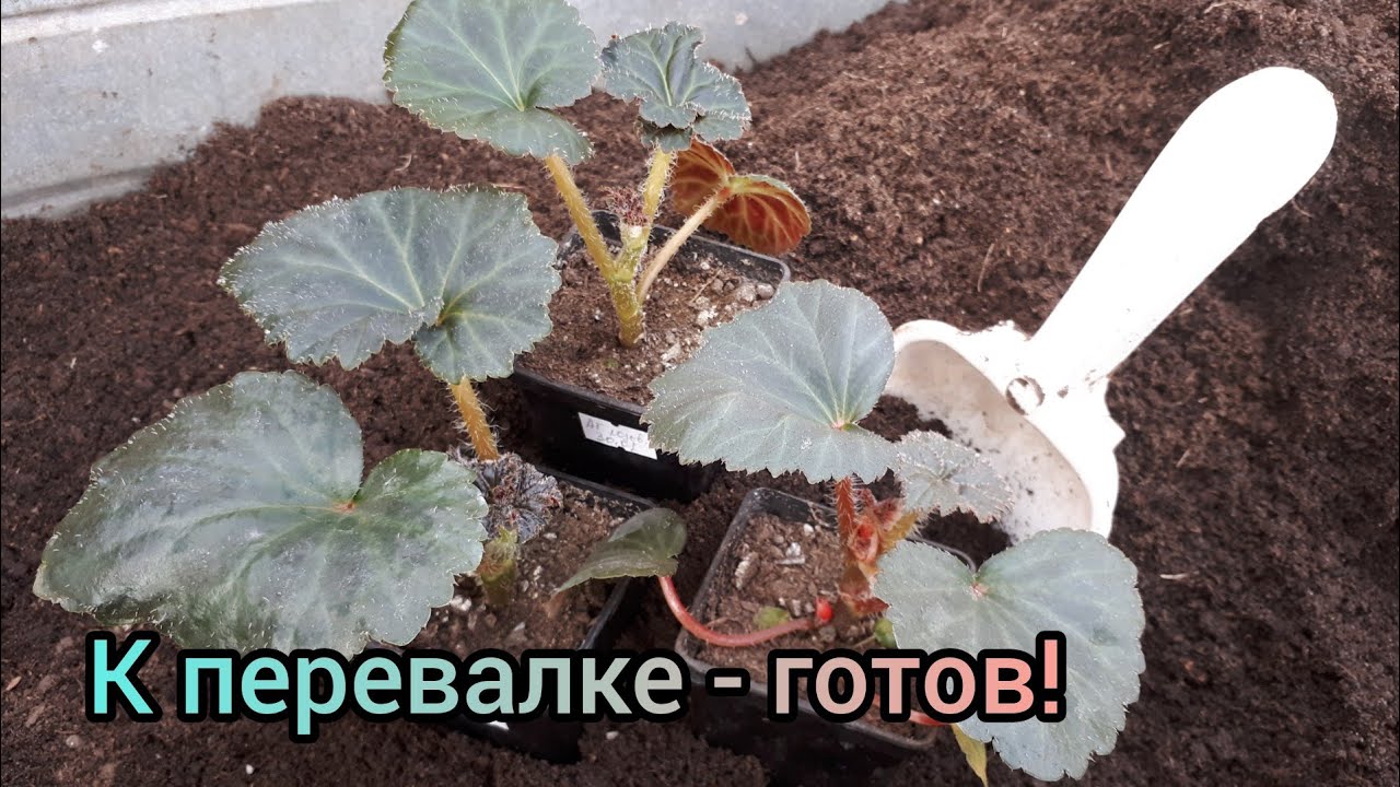 Перевалка сеянцев клубневой бегонии. Клубни прорастают!