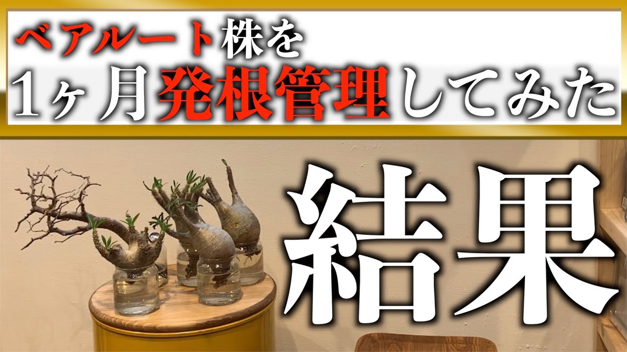 【塊根植物】そんなすぐに根は出るの！？未発根のベアルート株を１ヶ月発根管理してみた結果！CODEX