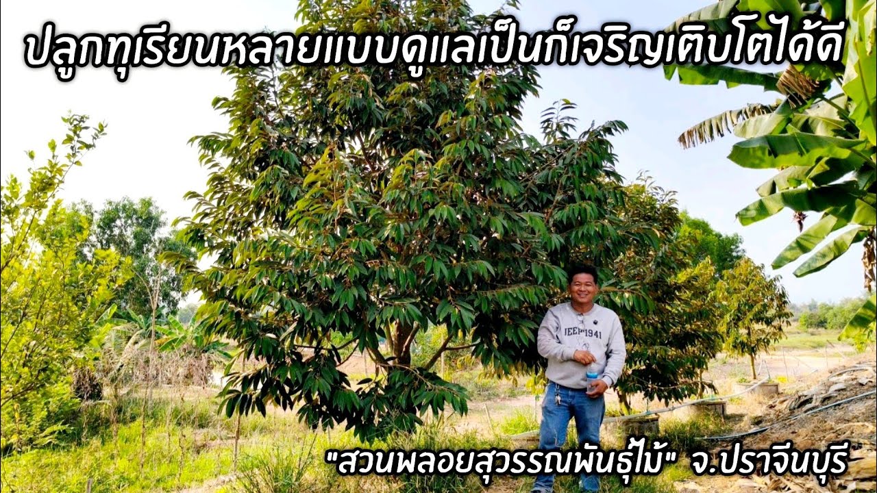 ปลูกทุเรียนหลายแบบดูแลเป็นก็เจริญเติบโตได้ดี 