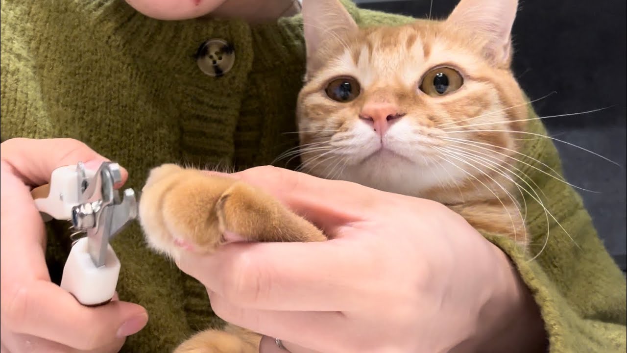 超甘えん坊の猫に大嫌いな爪切りをしたらまさかのこうなりました【とらまる】