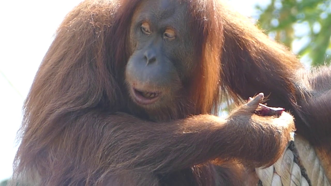 Orang-Utan - Fütterung in Hagenbecks Tierpark Hamburg