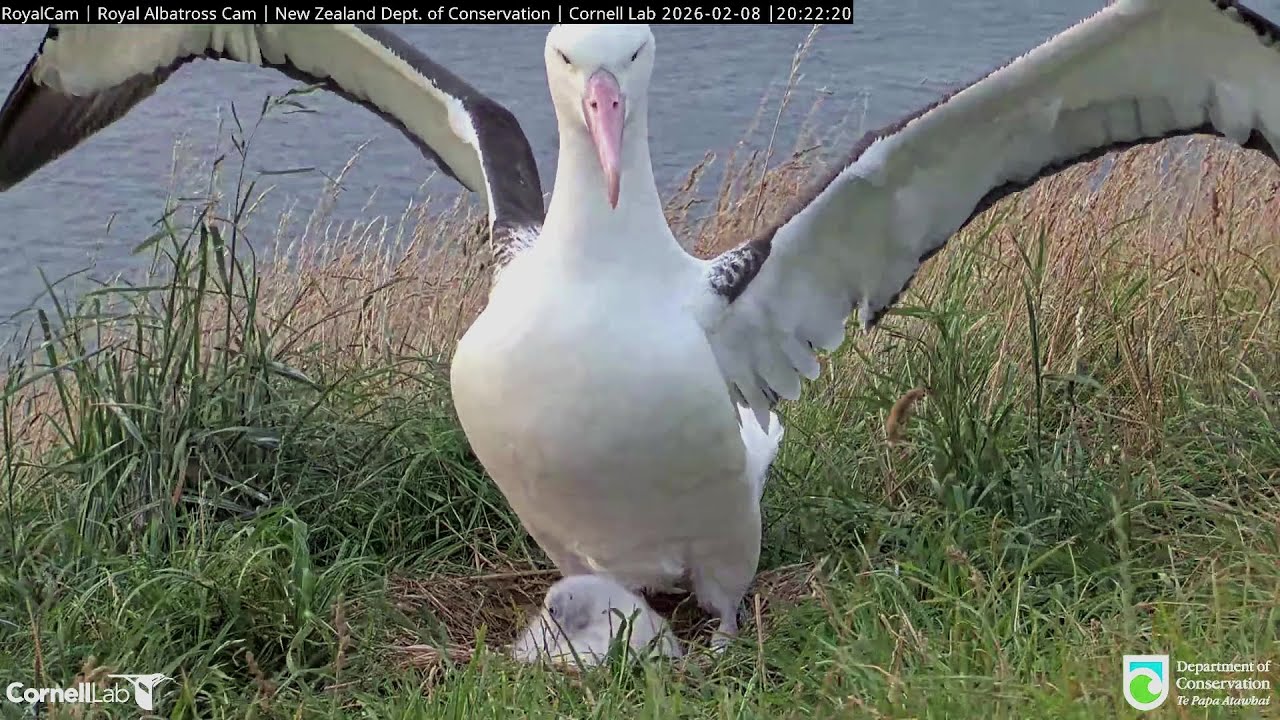 Royal Albatross~📣Ringed Albatross flies home! The little one gets some fresh air~8:20 PM 2026/02/08