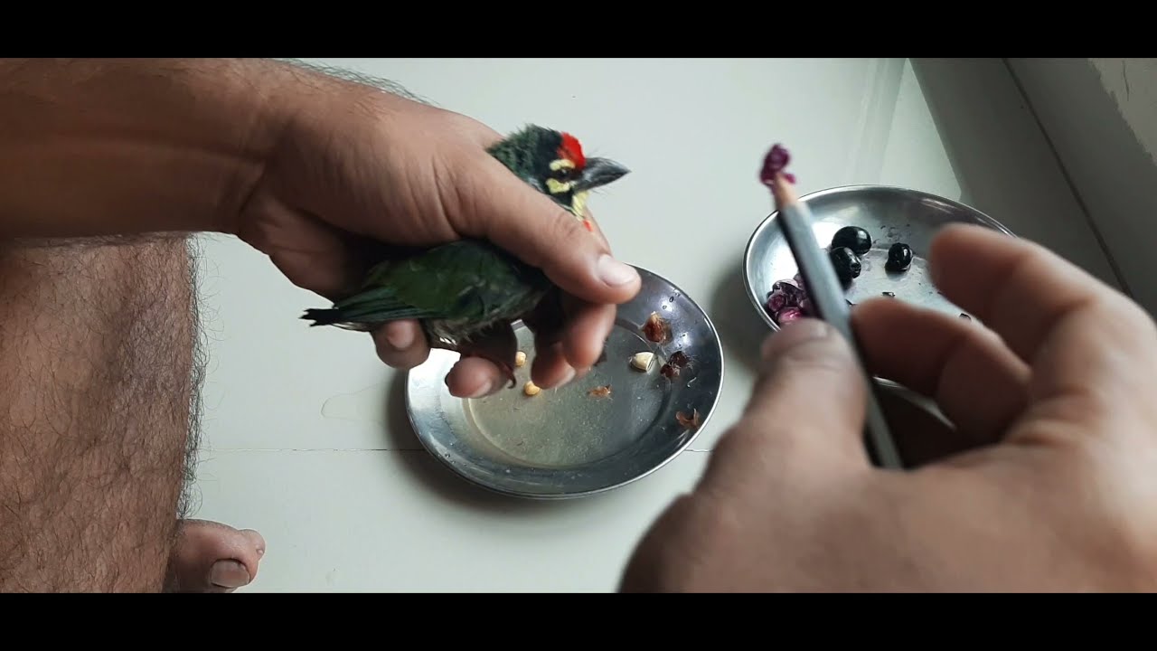 feeding fruits to coppersmith bird