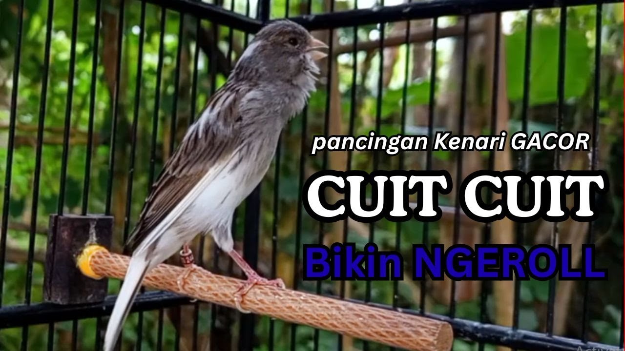 Kenari GACOR !! Pancingan KENARI PAUD Belajar Bunyi UNTUK Kenari Belajar Bunyi Ngeriwik