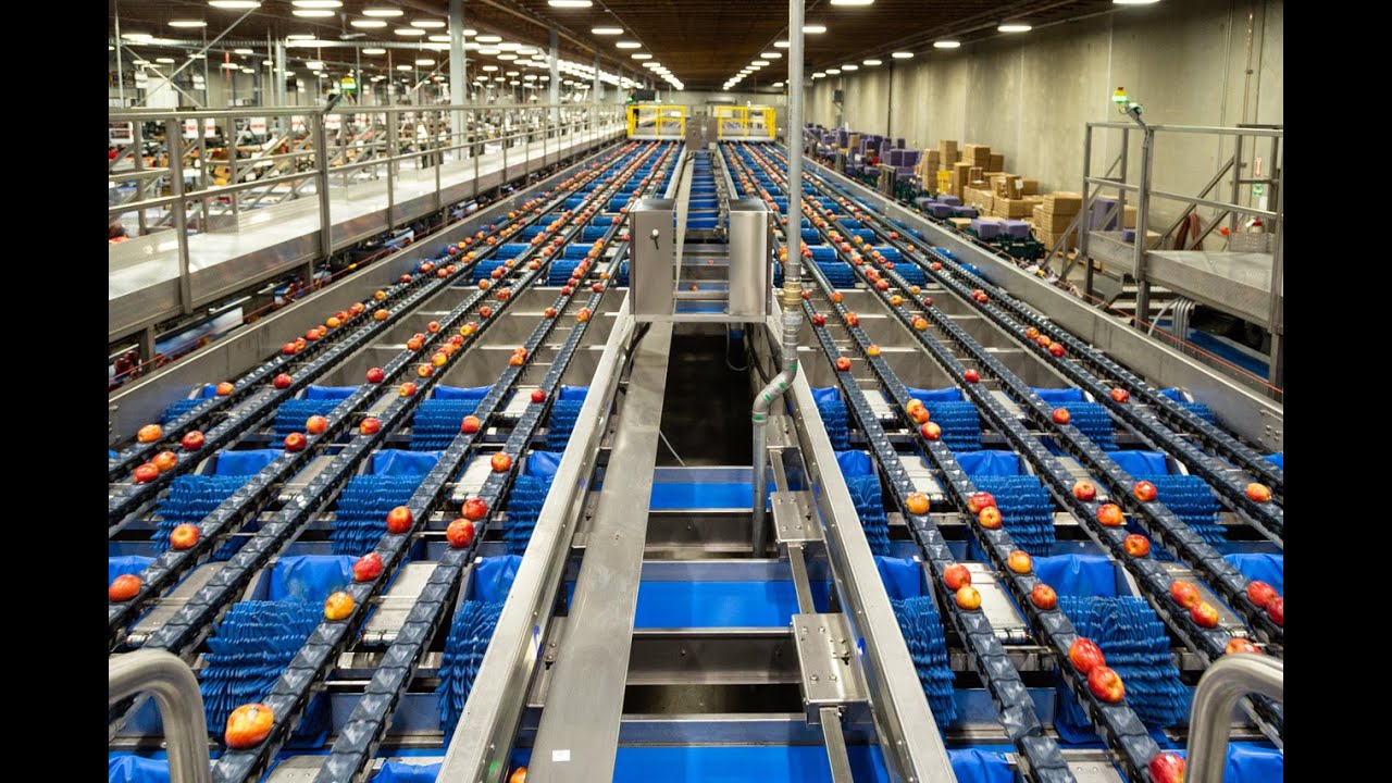 Maximize harvest value with Elisam grading machines