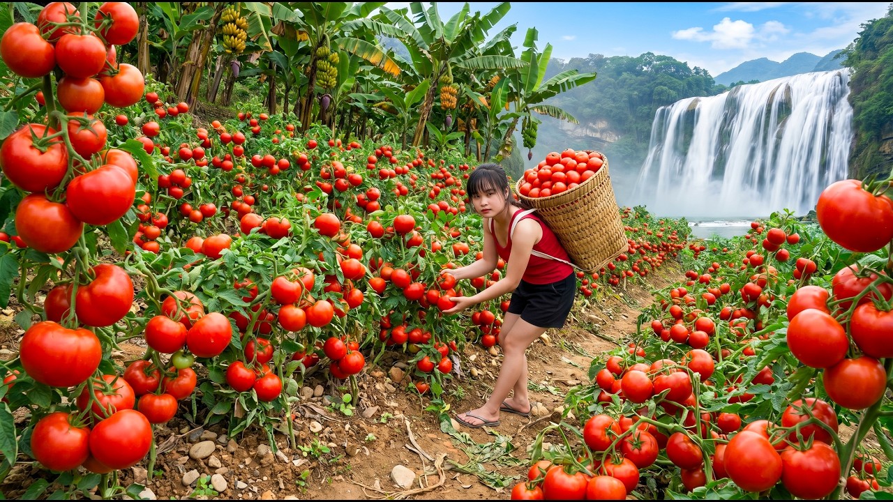 TIMELAPSE -  Harvesting 888+Kg of Tomatoes In Garden and Taking Them to Market
