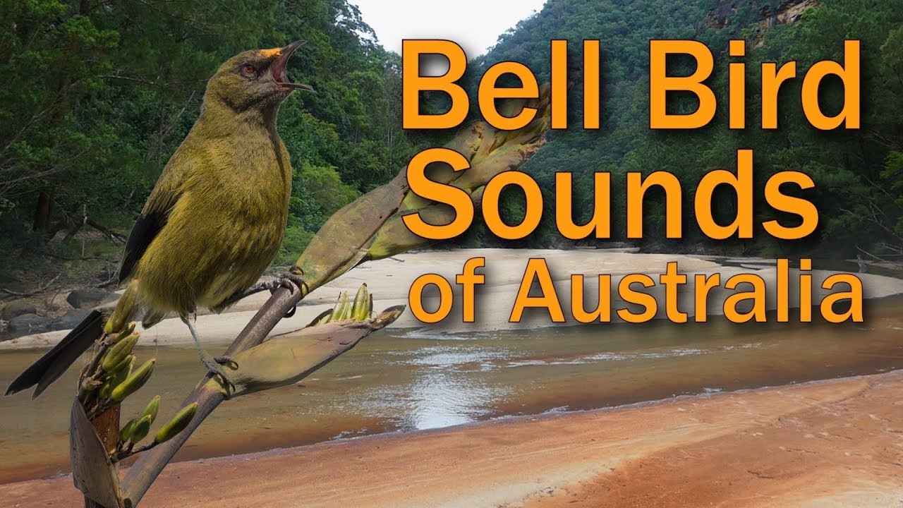 Bell Birds & Lyre Birds Sing in the Australian Bush Morning (Bellbirds)