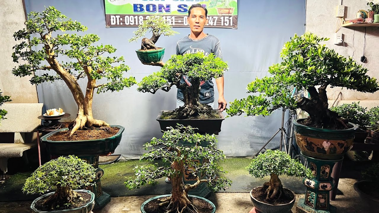 Cây cảnh 5/3 Linh Sam, Mai Chiếu Thủy, Nguyệt Quế, Me Khế Ngâu Trang...bonsai Thành Công chào bán