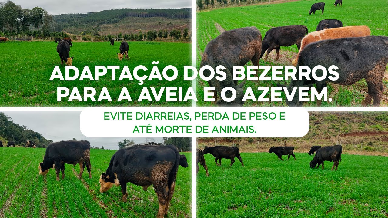 Adaptação dos Bezerros na Aveia e o Azevem. Evite diarreias, perda de peso, morte de animais (v.102)