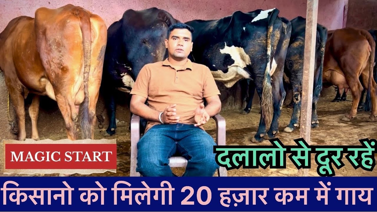 दलालो की दलाली बंद 👉 किसानो कों मिलेगी अब अच्छी क़ीमत में गीर क्रॉस गाय.!