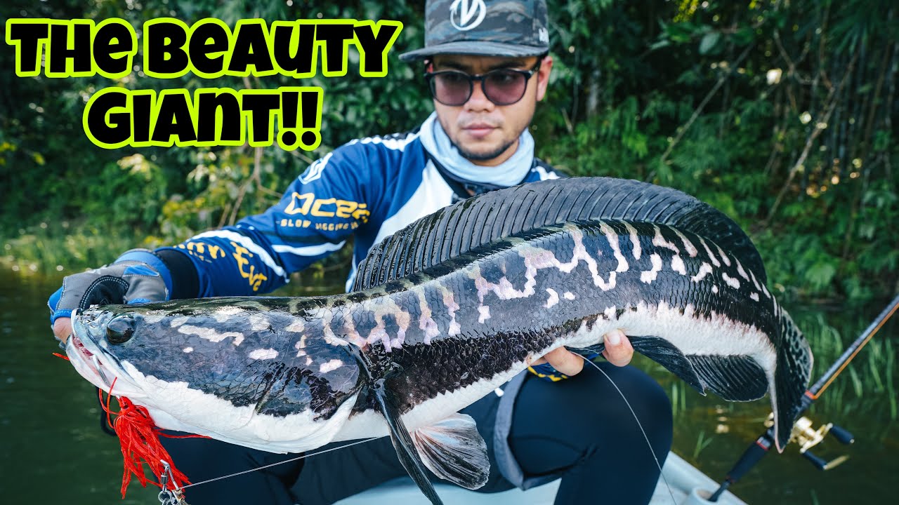 Shimano Calcutta Conquest 101HG 2021 fight Giant Snakehead 4kg