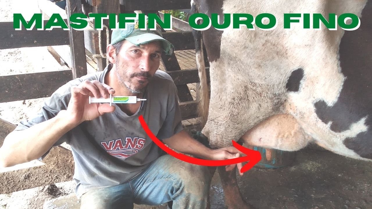 Como utilizar a Terramicina LA  e  Mastifin Ouro Fino  contra a mastite bovina / pecuária leiteira