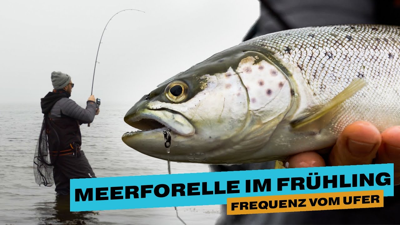 FREQUENZ AUF MEERFORELLE I Meerforellenangeln im Frühjahr