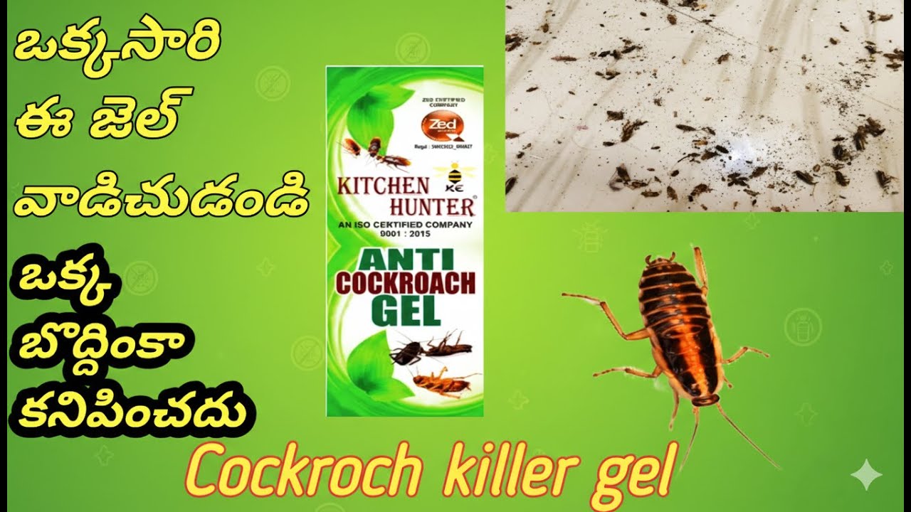 బొద్దింకలు ఎక్కువగా ఉన్నాయా ఐతే ఈ  Cockroach Killer gel ఒక్క సరి వాడి చుడండి | Cockroach Killer gel