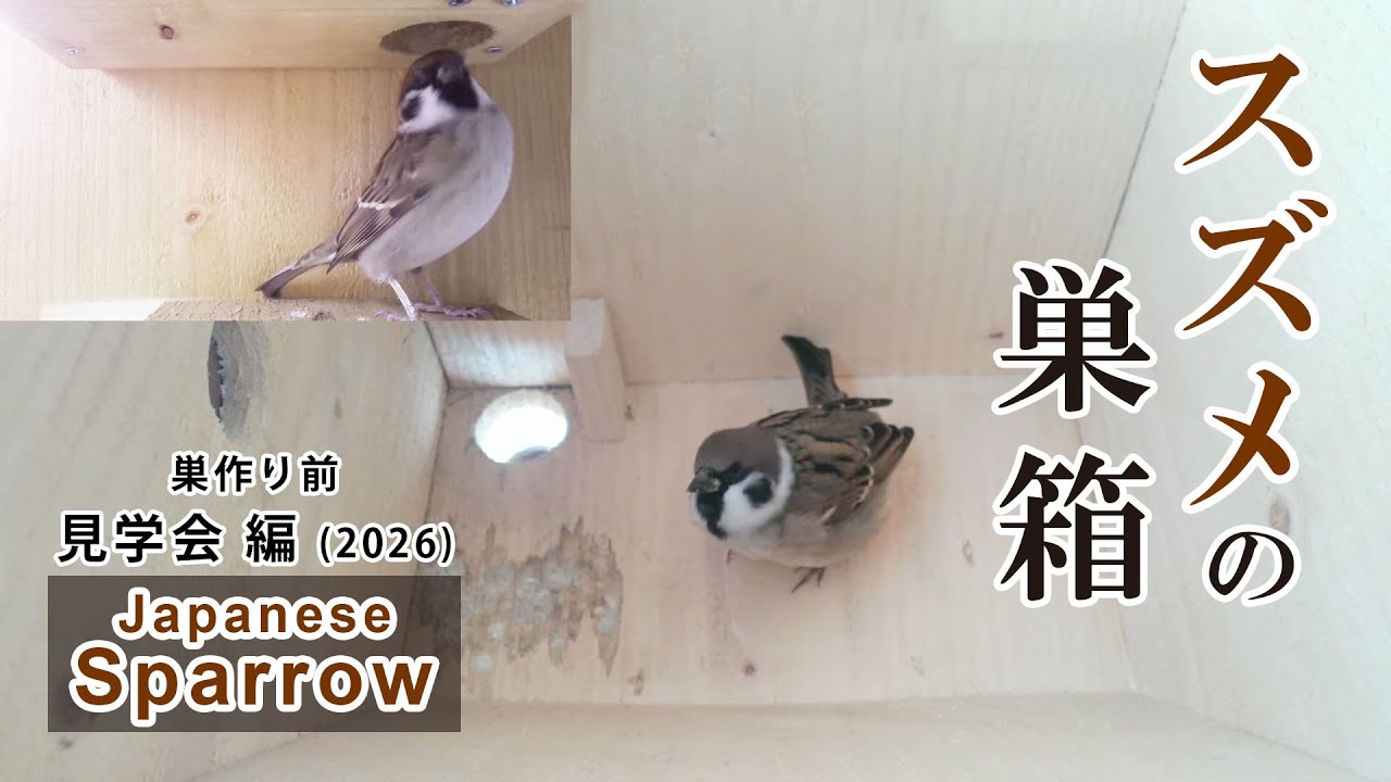 スズメの巣箱 野鳥 Sparrow bird nest box live streaming from Japan 2026/03/03