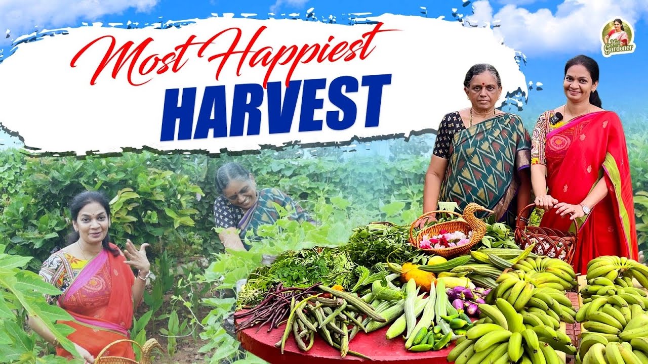 Harvest /ఇవాళ  హార్వెస్ట్ లో  కొంచెం ఛిల్ల్ అయ్యాను 😇🤩. కొయ్యలేదు …. కోయించాను 😀 @MADGARDENER