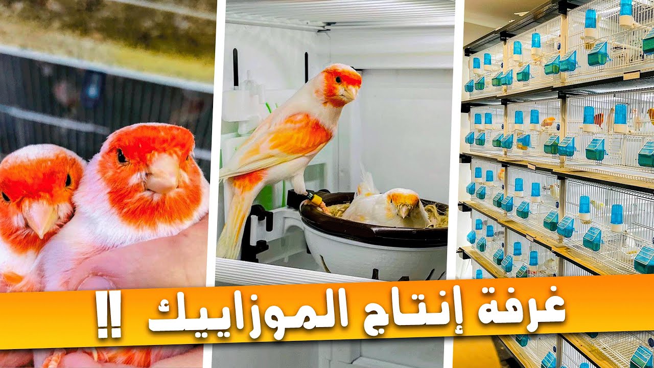 جولة في غرفة إنتاج الموزاييك الأحمر 🤩 وبداية الإنتاج مبكراً هذه السنة 😱