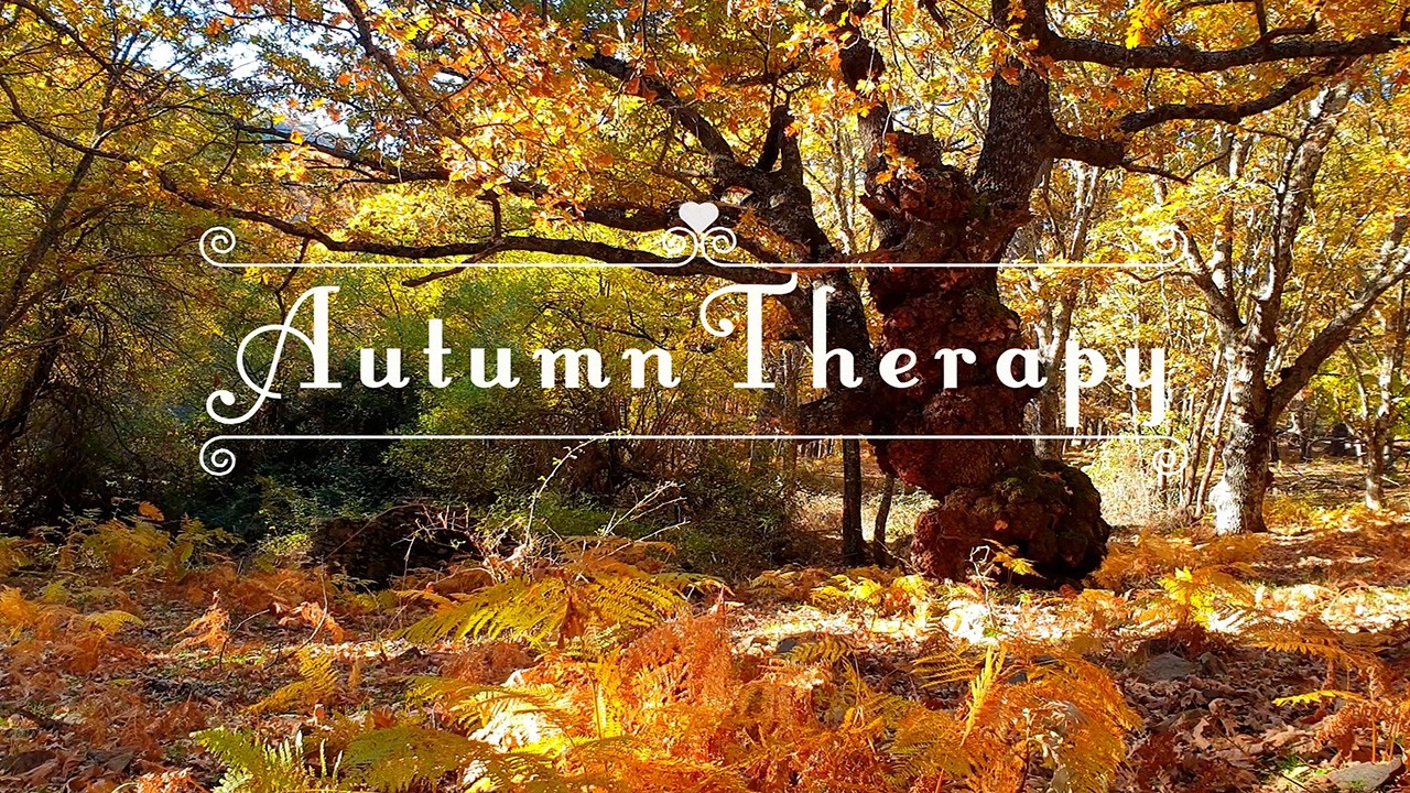 Autumn Therapy 🍂 Fall Leaves & Gentle Breeze | Healing Frequency Autumn Forest Ambience Meditation