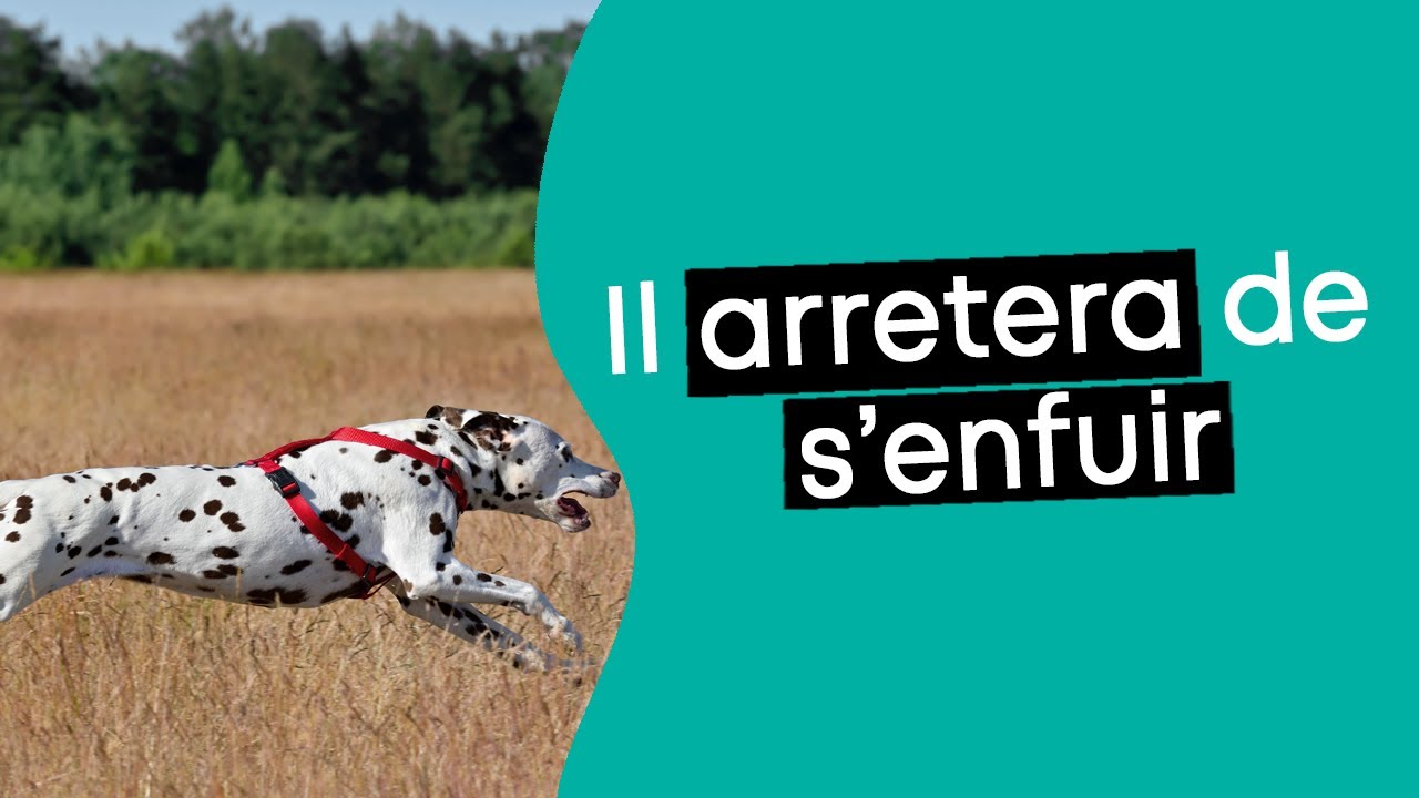 Mon chien s'éloigne ou fugue durant mes promenades ! Comment faire ? | Dr. COZ
