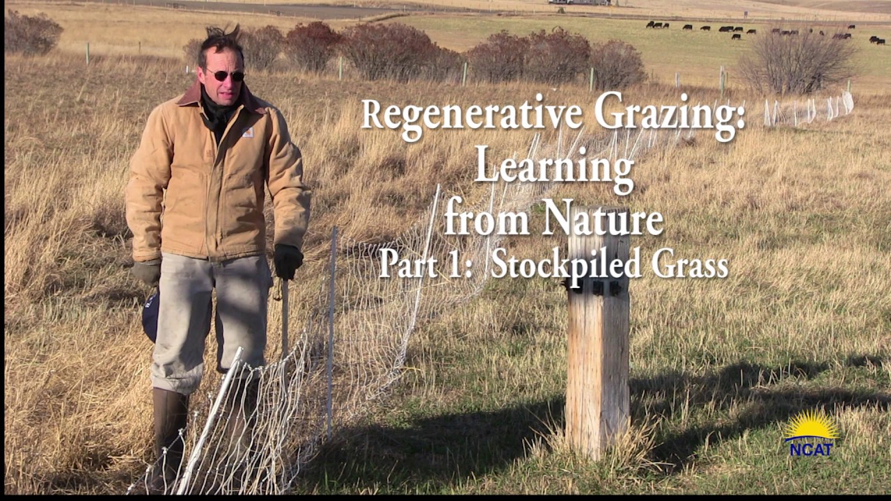 Regenerative Grazing: Learning from Nature. Stockpiled Grass