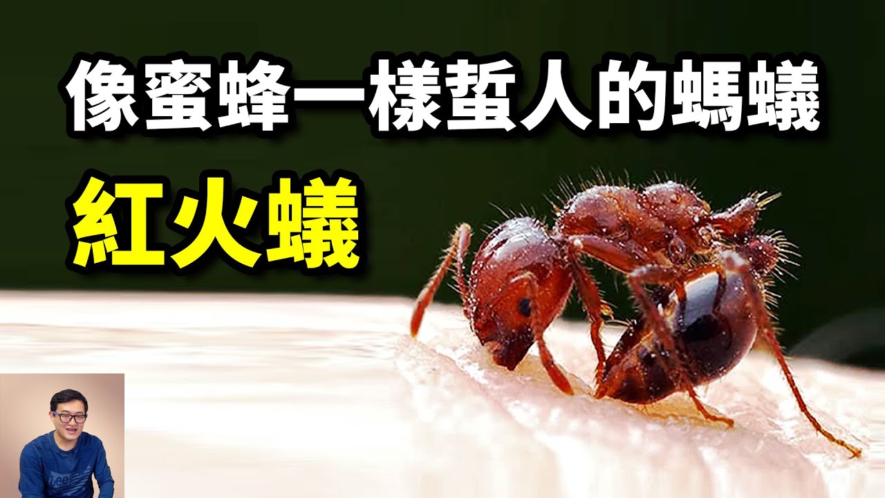 一種號稱「無敵」的螞蟻，像蜜蜂一樣蜇人，領先世界百大入侵物種的&mdash;&mdash;入侵紅火蟻【老肉雜談】#動物 #昆蟲 #螞蟻 #紅火蟻 #物種入侵