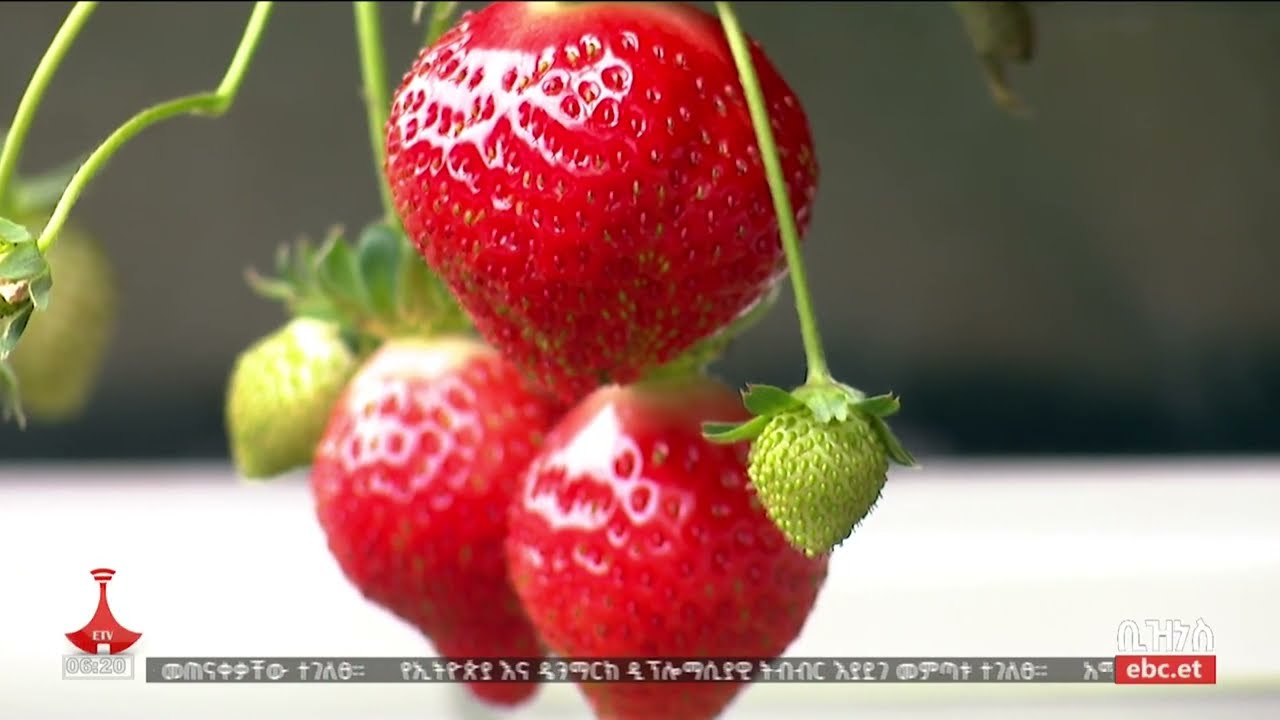 EHPEA - Zuqualla Horti PLC Unveils Innovative Hydroponic Strawberry Farm