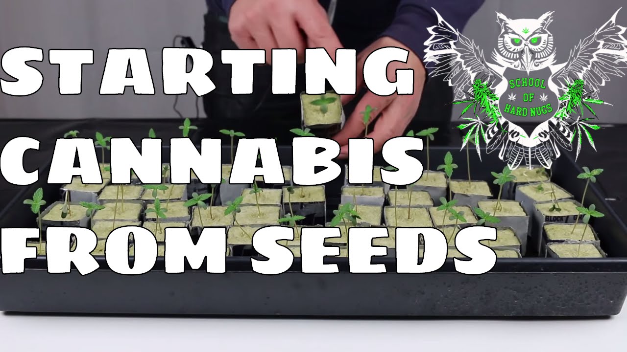 Growing Cannabis from Seeds | Documentary On How to Grow Marijuana at Home | Increased Yield