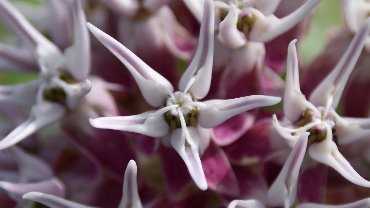 Соблазнительный эффектный ваточник (Asclepias speciosa)