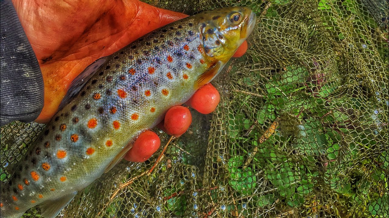 PECHE DE LA TRUITE AUX LEURRES RIVIERES MANCHOISES