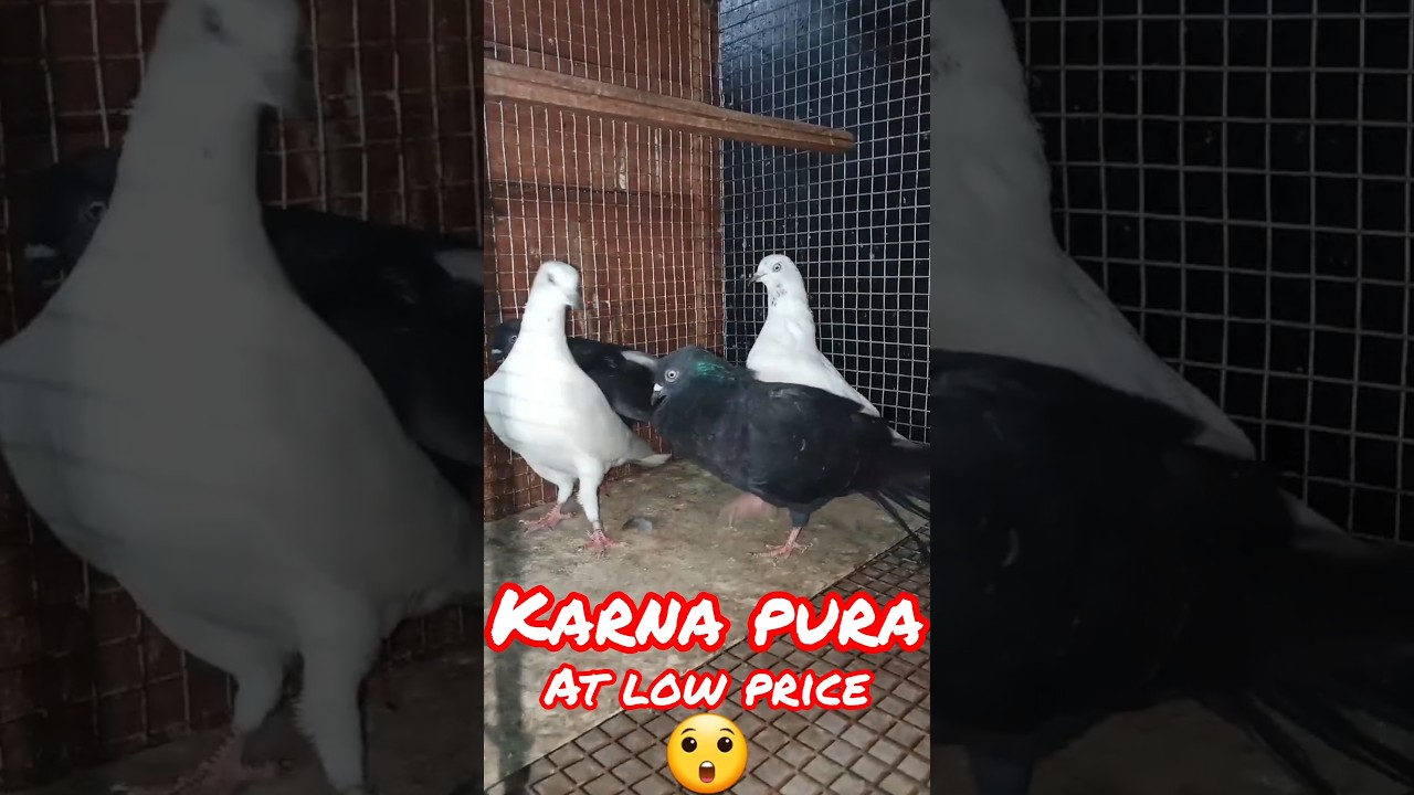 Karna pura at low price |#pets #birds #pigeon #youtubeshorts #shortsfeed #shorts #viralshorts