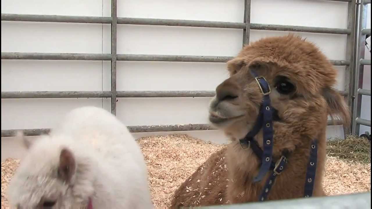 Balmoral Show 2012